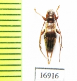 Cerambycidae sp.  New Zealand - INSECTS-STORE.RU
