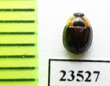 Psephenidae sp.?  Peru - INSECTS-STORE.RU