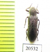 Tenebrionidae sp.  Thailand - INSECTS-STORE.RU