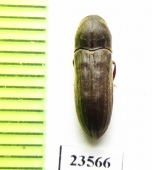 Eucnemidae sp.  Malaysia - INSECTS-STORE.RU