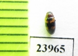 Dacne maculata  Russia, Far East - INSECTS-STORE.RU