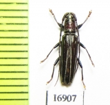 Cerambycidae sp.  New Caledonia - INSECTS-STORE.RU