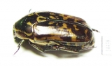 Poecilopharis sp.  Indonesia, Papua - INSECTS-STORE.RU