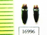 Endelus sp.  Indonesia, Sumatra - INSECTS-STORE.RU