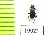 Cerambycidae sp.  Vietnam - INSECTS-STORE.RU