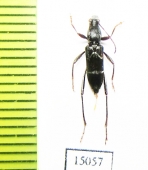 Chlorophorus sp.  Indonesia, Sumatra - INSECTS-STORE.RU