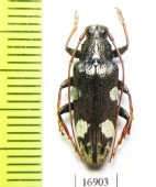 Tmesisternus lepidus  Indonesia, Ceram isl. - INSECTS-STORE.RU