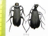 Meloidae sp.  French Guiana - INSECTS-STORE.RU
