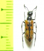 Mylabris marginata  Azerbaijan - INSECTS-STORE.RU