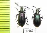 Tenebrionidae sp.  South Africa Rep. - INSECTS-STORE.RU