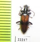 Tenebrionidae sp.  Peru - INSECTS-STORE.RU