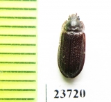 Grynocharis oblonga  Russia, N.Caucasus - INSECTS-STORE.RU
