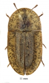 Cossyphus sp.  South Africa Rep.  11mm - INSECTS-STORE.RU