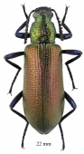 Tenebrionidae sp.  South Africa Rep.  22mm - INSECTS-STORE.RU