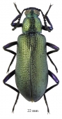 Tenebrionidae sp.  South Africa Rep.  22mm - INSECTS-STORE.RU