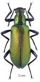 Tenebrionidae sp.  South Africa Rep.  22mm - INSECTS-STORE.RU