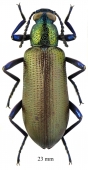 Tenebrionidae sp.  South Africa Rep.  23mm - INSECTS-STORE.RU