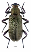 Tenebrionidae sp.  South Africa Rep.  15mm - INSECTS-STORE.RU
