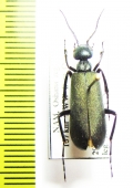 Cyaneolytta sp.  Namibia - INSECTS-STORE.RU