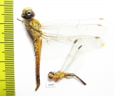 Odonata sp.  Thailand - INSECTS-STORE.RU