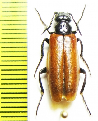 Alosimus sp.  Iran, Kermanshah prov. - INSECTS-STORE.RU