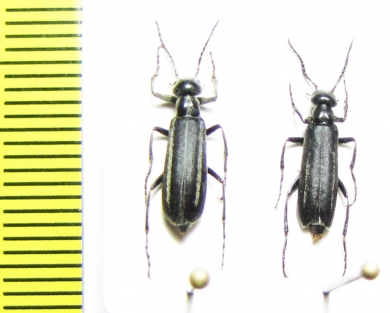 Epicauta ambusta  Mongolia - INSECTS-STORE.RU