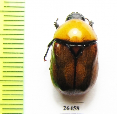 Parastasia sp.  Malaysia, Borneo - INSECTS-STORE.RU