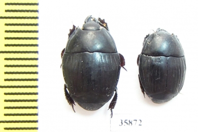 Histeridae sp.  Tanzania - INSECTS-STORE.RU
