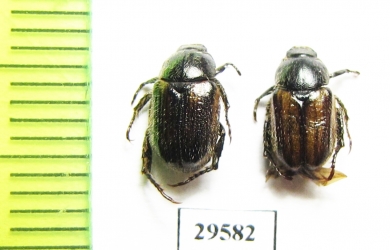 Blitopertha variabilis  Uzbekistan - INSECTS-STORE.RU