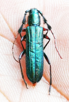 Dilachnus partiticornis  Madagascar - INSECTS-STORE.RU
