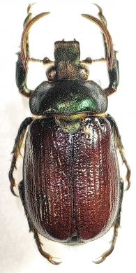 Anatista lafertei  Colombia  33mm - INSECTS-STORE.RU
