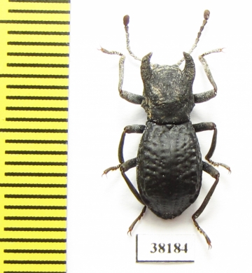 Mechanetes sp.  Malaysia - INSECTS-STORE.RU