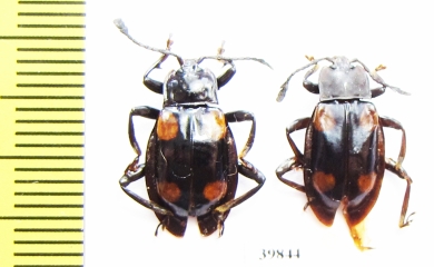 Endomychidae sp.  Philippines - INSECTS-STORE.RU