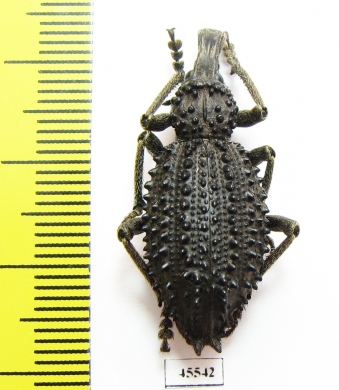Curculionidae sp.  South Africa Rep. - INSECTS-STORE.RU