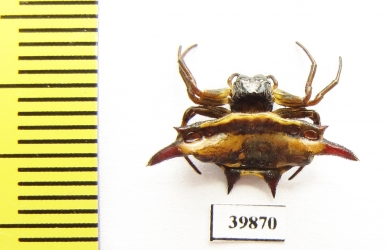 Arachnida sp.  Indonesia, Java - INSECTS-STORE.RU