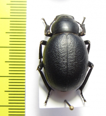Pimelia bajula solieri  Syria - INSECTS-STORE.RU