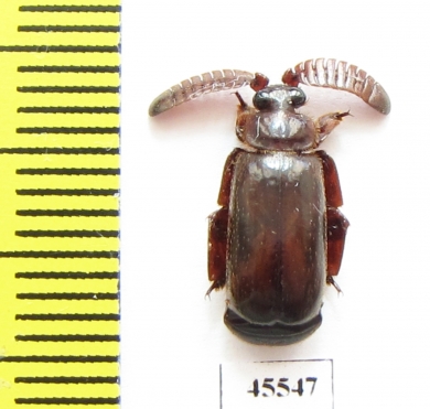 Paussinae sp.  South Africa Rep. - INSECTS-STORE.RU
