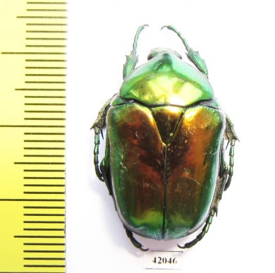 Protaetia speciosissima  Croatia - INSECTS-STORE.RU