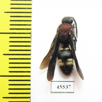 Mutillidae sp.  South Africa Rep. - INSECTS-STORE.RU
