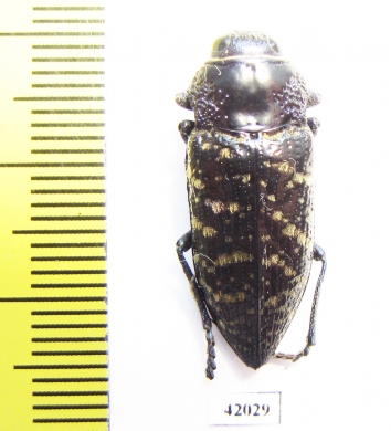 Lampetis dilaticollis  Mexico - INSECTS-STORE.RU