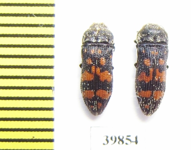 Acmaeoderella flavofasciata tschitscherini  Tajikistan - INSECTS-STORE.RU
