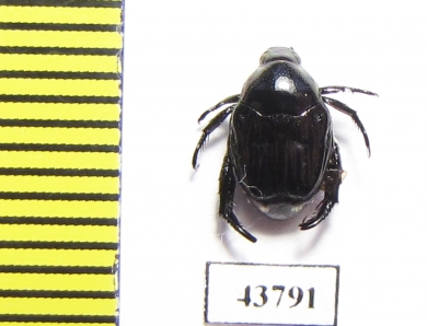 Rutelinae sp.  Laos - INSECTS-STORE.RU