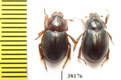 Hybosoridae sp., pair  Mali - INSECTS-STORE.RU