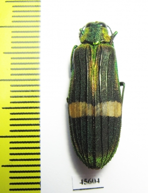 Demochroa gratiosa  Malaysia - INSECTS-STORE.RU
