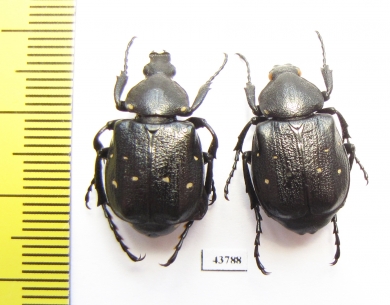Gnorimus variabilis, pair  Italy - INSECTS-STORE.RU