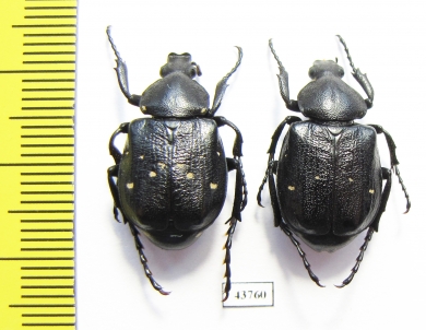 Gnorimus variabilis, pair  Italy - INSECTS-STORE.RU