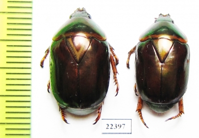 Rutelinae sp.  Peru - INSECTS-STORE.RU