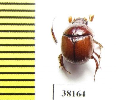 Bolboceratinae sp.  Mali - INSECTS-STORE.RU