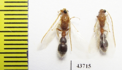 Mutillidae sp.  Iran, Hormozgan prov. - INSECTS-STORE.RU