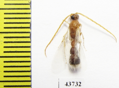 Mutillidae sp.  Iran, Hormozgan prov. - INSECTS-STORE.RU